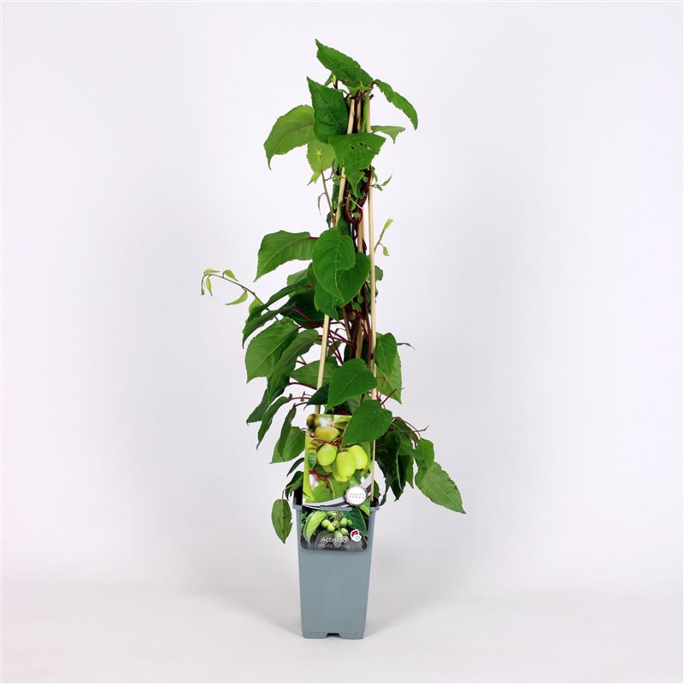 Actinidia a. 'Jumbo' - C2 70/+ CM